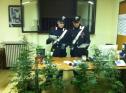I Carabinieri di Calolzio con le piante sequestrate
